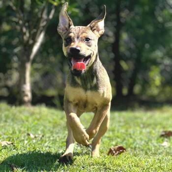 Mixed Breed Dogs Available for Adoption in Keaau, Hawaii - Jewel | PetCurious