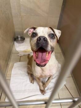 Zeus -  Boxer and Mixed Breed Dog for Adoption in Honolulu, Hawaii - Zeus | PetCurious