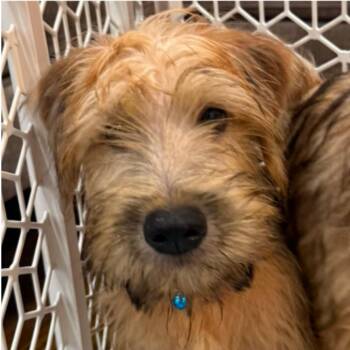 Mac (#335) -  Wheaten Terrier Dog for Adoption in Twin Lakes, Wisconsin - Mac (#335) | PetCurious
