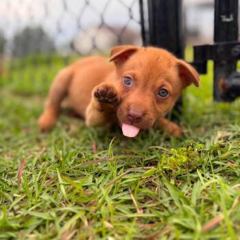 Neil fka KitKat -  Labrador Retriever and Shepherd Dog for Adoption in Enterprise, Alabama - Neil Fka KitKat | PetCurious