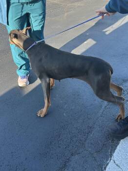 JUNIPER -  Doberman Pinscher Dog for Adoption in Elyria, Ohio - JUNIPER | PetCurious