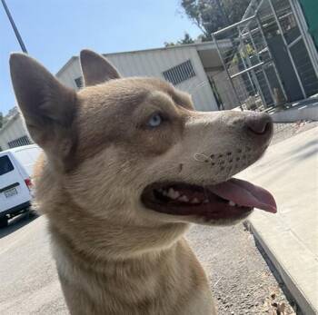 Husky Dogs Available for Adoption in Norco, California - SUNNY | PetCurious