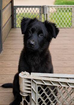 Edge (M) -  Shepherd and Labrador Retriever Dog for Adoption in Nashville, Tennessee - Edge (M) | PetCurious