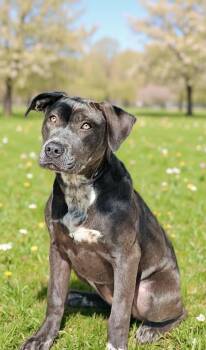 Labrador Retriever Dogs Available for Adoption in Talladega, Alabama - Kassidy 26/138 | PetCurious