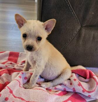 Hound and Fox Terrier Dogs Available for Adoption in Columbia, Illinois - Blue(Theo) | PetCurious