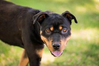 Callowan -  Rottweiler and Labrador Retriever Dog for Adoption in Fort Lupton, Colorado - Callowan | PetCurious