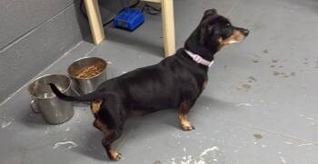 Lucy -  Dachshund Dog for Adoption in Campbellsville, Kentucky - Lucy | PetCurious