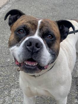 American Bulldog Dogs Available for Adoption in Mckeesport, Pennsylvania - Gus | PetCurious