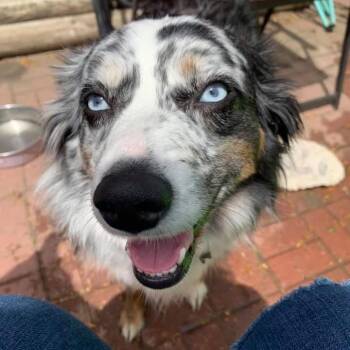 Zeppelin -  Australian Shepherd Dog for Adoption in Ada, Minnesota - Zeppelin | PetCurious