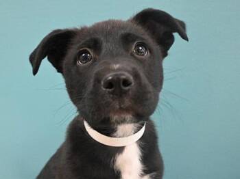 Labrador Retriever Dogs Available for Adoption in Portland, Oregon - Crackle | PetCurious