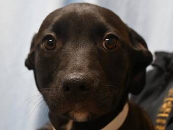 Ricky -  Labrador Retriever and Pit Bull Terrier Dog for Adoption in Portland, Oregon - Ricky | PetCurious