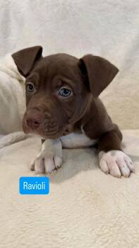 Pit Bull Terrier Dogs Available for Adoption - Ravioli | PetCurious