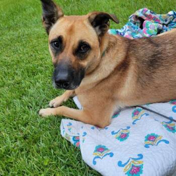 Zilly -  Cattle Dog and Labrador Retriever Dog for Adoption in Leesburg, Alabama - Zilly | PetCurious