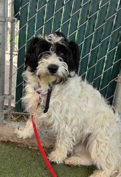 Betty -  Mixed Breed Dog for Adoption in Fruit Heights, Utah - Betty | PetCurious