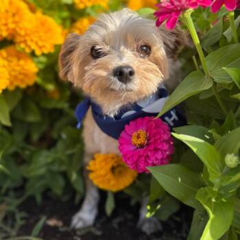 Clint -  Mixed Breed Dog for Adoption in Medford, Oregon - Clint | PetCurious