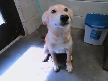 TERRY -  Australian Cattle Dog Blue Heeler and Mixed Breed Dog for Adoption in Tulsa, Oklahoma - TERRY | PetCurious