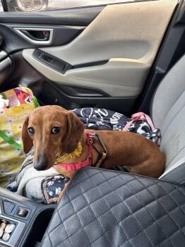 Mabel Jane -  Dachshund Dog Available for Adoption in Dalworthington Gardens, Texas - Mabel Jane | PetCurious