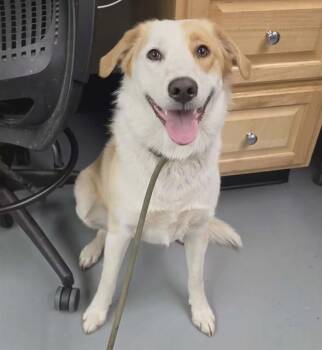 Tic Tac -  Border Collie Dog for Adoption in Phoenix, Oregon - Tic Tac | PetCurious