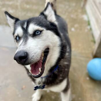 Mariner -  Husky Dog for Adoption in Freeport, Florida - Mariner | PetCurious