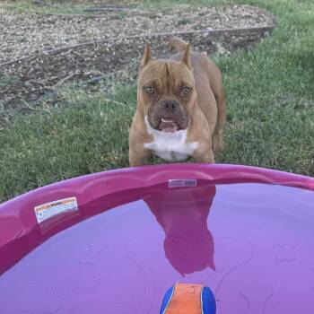 Rescue American Bulldog and Bulldog Dogs for Adoption in Madera, California - Petunia | PetCurious