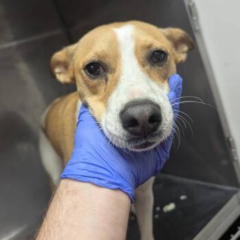 Rescue Jack Russell Terrier and Australian Cattle Dog Blue Heeler Dogs for Adoption in Parrish, Alabama - Charlie | PetCurious