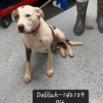 Delilah -  Pit Bull Terrier Dog for Adoption in New Tazewell, Tennessee - Delilah | PetCurious
