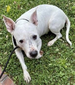 Rescue Mixed Breed Dogs for Adoption in Memphis, Tennessee - Opal | PetCurious