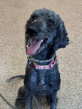 SABRINA -  Poodle and Mixed Breed Dog for Adoption in Springfield, Massachusetts - SABRINA | PetCurious