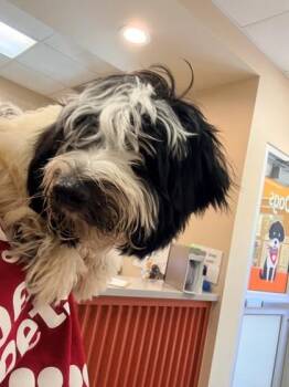 Havanese and Mixed Breed Dogs Available for Adoption in Kansas City, Missouri - Spades | PetCurious