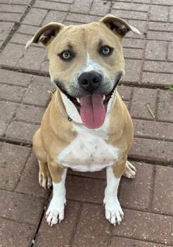 Staffordshire Bull Terrier and Mixed Breed Dogs Available for Adoption in Houston, Texas - VINA | PetCurious
