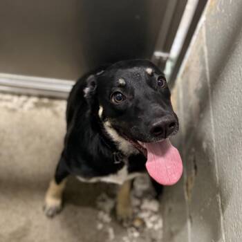 Sassy -  German Shepherd Dog Dog for Adoption in Sacramento, California - Sassy | PetCurious