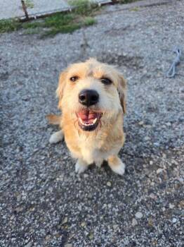 Ella -  Terrier Dog for Adoption in Mishawaka, Indiana - Ella | PetCurious