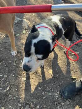 Mixed Breed Dogs Available for Adoption - UNKNOWN | PetCurious