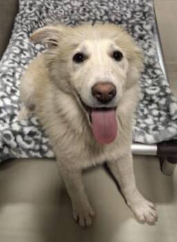 Great Pyrenees Dogs Available for Adoption - Belle -- URGENT! LONGTIME RESIDENT! | PetCurious