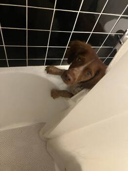 ON/Remi -  Brittany Spaniel Dog for Adoption in Baldwinsville, New York - ON/Remi | PetCurious