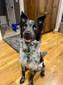 Blue -  Border Collie and Australian Shepherd Dog for Adoption in Columbia, Missouri - Blue | PetCurious