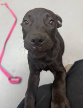 Harriet (Hx2) -  Labrador Retriever Dog for Adoption in Hartsville, South Carolina - Harriet (Hx2) | PetCurious