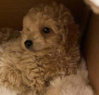 Rescue Poodle Dogs for Adoption in Moreno Valley, California - Billy | PetCurious