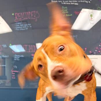Avril -  Pit Bull Terrier Dog for Adoption in Newark, New Jersey - Avril | PetCurious