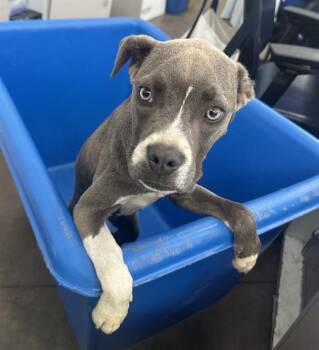 GRIZELDA -  Mixed Breed Dog for Adoption in Dallas, Texas - GRIZELDA | PetCurious