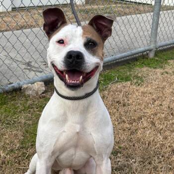 Pit Bull Terrier Dogs Available for Adoption - Canare **Courtesy Post. Out Of Town Pet. See Below For Details** | PetCurious