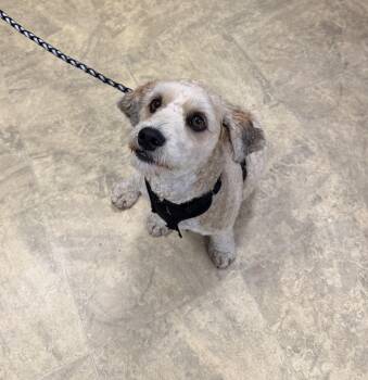Peanut -  Goldendoodle Dog for Adoption in Chisholm, Minnesota - Peanut | PetCurious