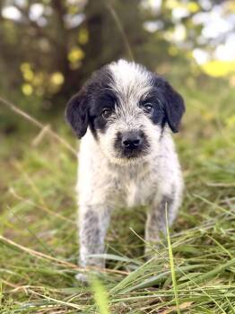 Waylon- Transport -  Wheaten Terrier and Australian Shepherd Dog for Adoption in Gradyville, Kentucky - Waylon- Transport | PetCurious