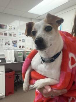 Chummy -  Parson Russell Terrier and Chihuahua Dog for Adoption in South Bend, Indiana - Chummy | PetCurious