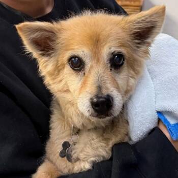 Sparky -  Cardigan Welsh Corgi Dog for Adoption in Westminster, California - Sparky | PetCurious