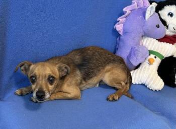 Chihuahua Dogs Available for Adoption in Cedartown, Georgia - Viggo | PetCurious