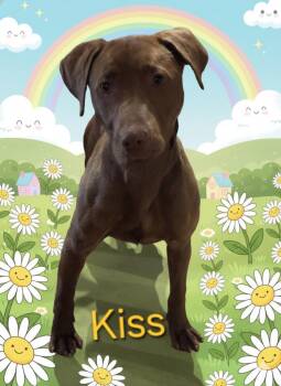 Chocolate Labrador Retriever Dogs Available for Adoption - Kiss | PetCurious