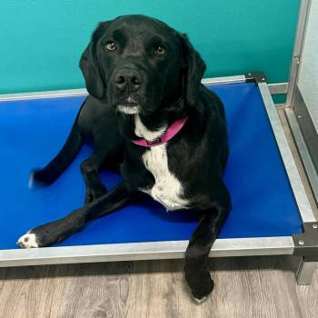 Gracie -  Mixed Breed Dog for Adoption in Hurricane, Utah - Gracie | PetCurious