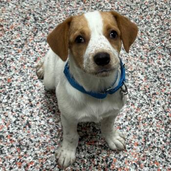 Sierra -  Mixed Breed and Hound Dog for Adoption in Salt Lake City, Utah - Sierra | PetCurious