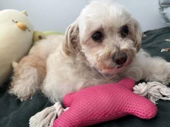 Precious and Petite Peaches -  Maltipoo Dog for Adoption in Carlsbad, California - Precious And Petite Peaches | PetCurious